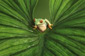 gaudy leaf frog