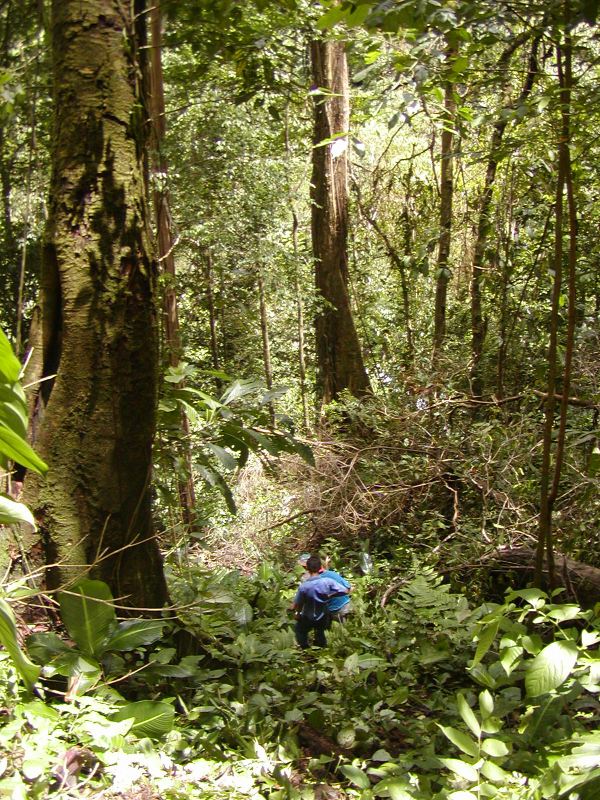 explore our 60 acres of tropical forest on tended hiking trails