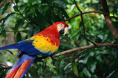 scarlet macaw
