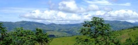 Toucans come in the afternoon to the trees by the pool