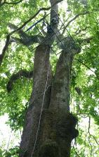 Tree Climbing Platform at Hacienda Baru