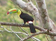 the toucans visit the property daily
